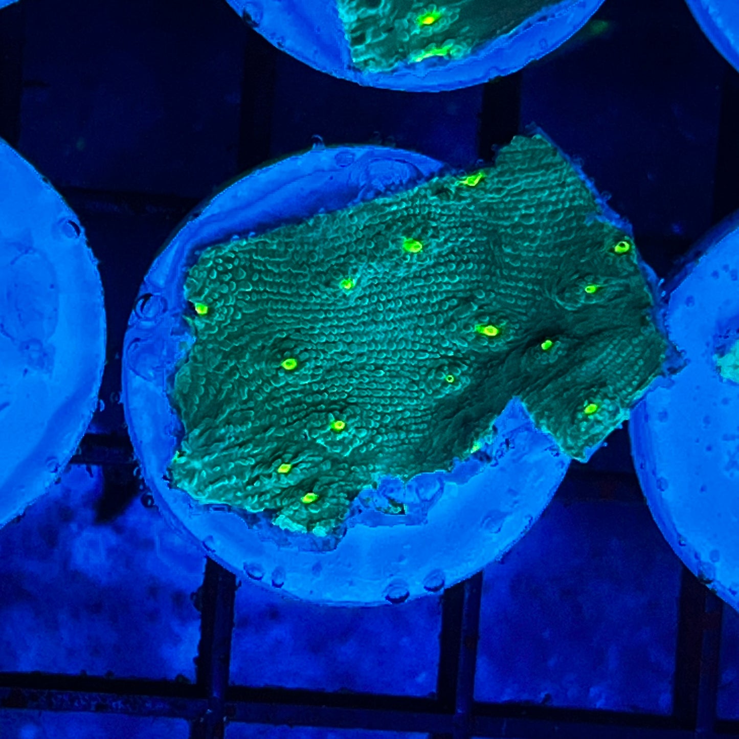 WYSIWYG Hollywood Stunner Chalice Coral
