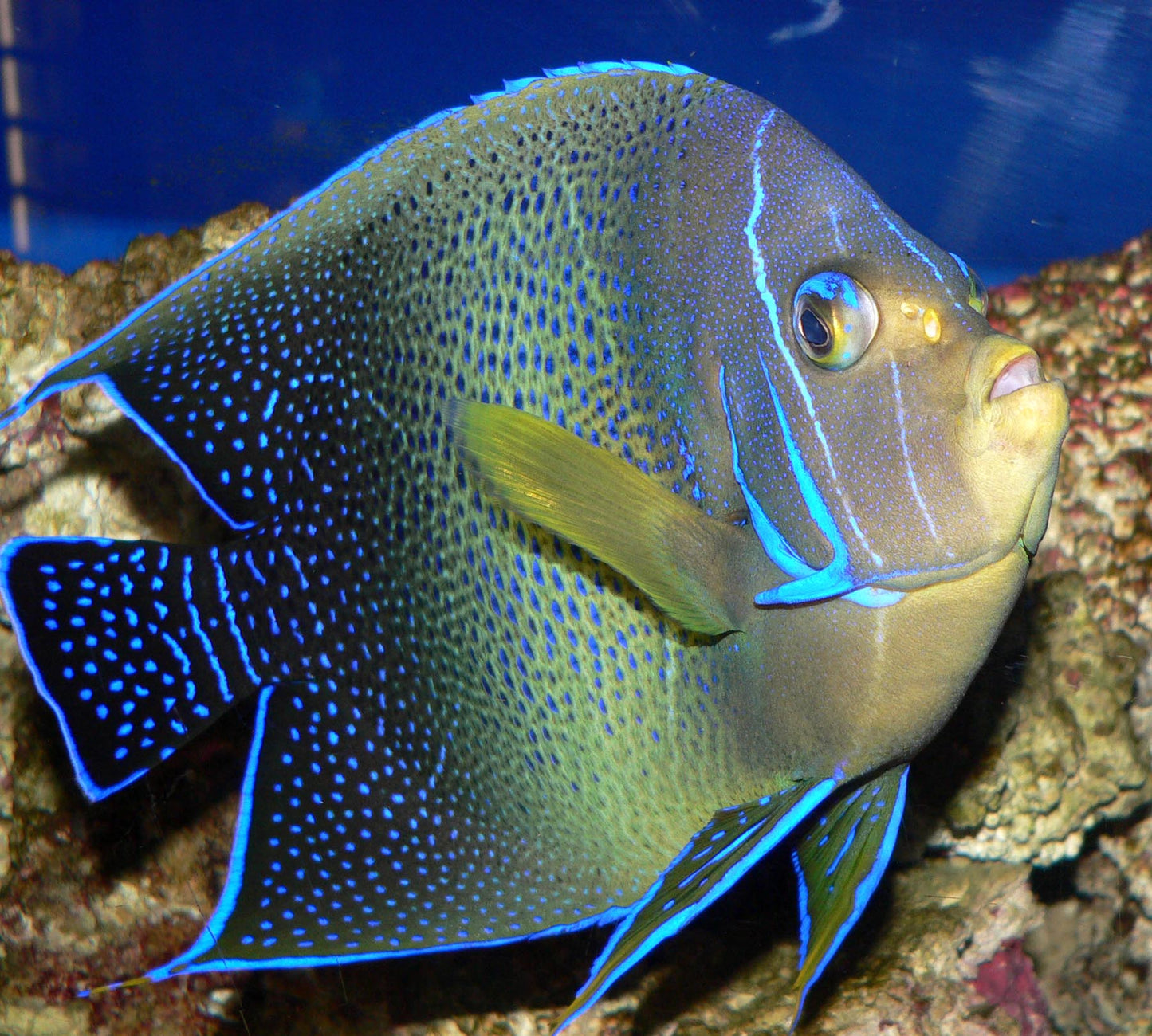 Koran Angelfish - POMACANTHUS SEMICIRCULATUS - Indo