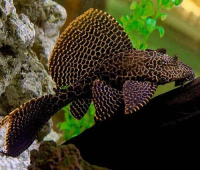 L083 Marble Sailfin Pleco 3"