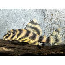 L103 Clown Pleco - Panaqolus maccus - 2"