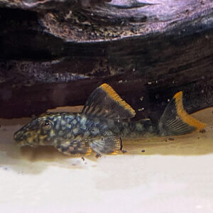 L106 Orange Seam Pleco - Guyanancistrus guahiborum 2"