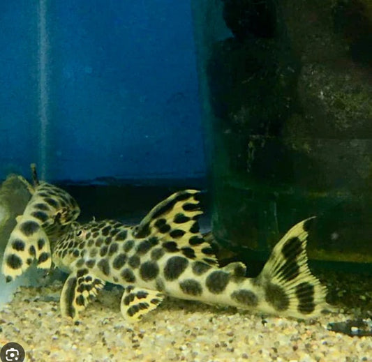 L124 Rio DePara Pleco - Peckoltia sabaji 2.5"