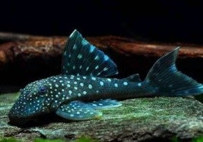 L128 Blue Phantom Pleco - Hemiancistrus subviridis 2"