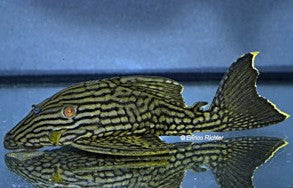 L330 Half Spotted Watermelon Royal pleco - Panaque nigrolineatus laurafabianae 3"