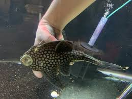 L330 Half Spotted Watermelon Royal pleco - Panaque nigrolineatus laurafabianae 7")