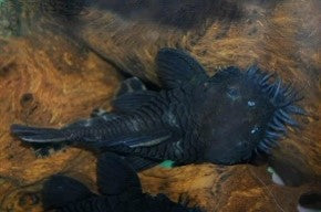 L34 MEDUSA PLECO 2" - 3" -  Ancistrus ranunculus