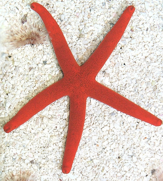 Red Linckia Starfish (LINCKIA LAEVIGATA)
