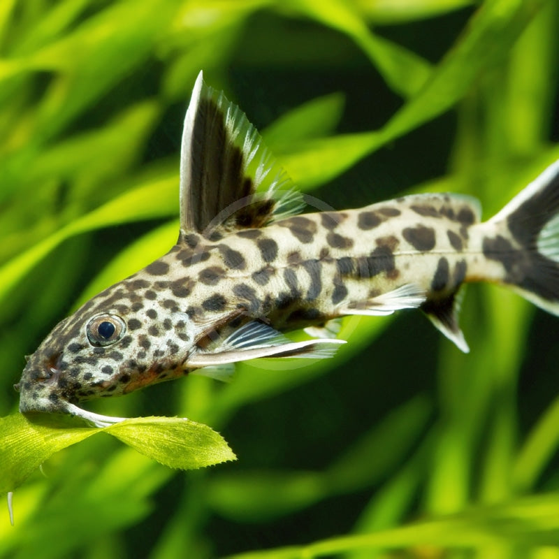 Synodontis Lucipinnis - Leopard