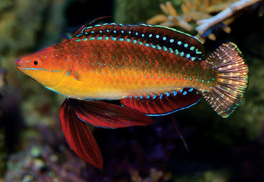 Ruby Longfin Fairy Wrasse - Cirrhilabrus rubeus