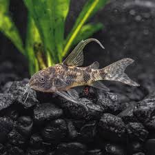 Long Fin Corydoras Paleatus Peppered Cory