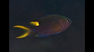 Lyretail Damselfish - Neopomacentrus azysron