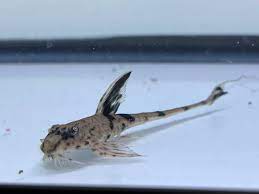 Marbled Whiptail Catfish