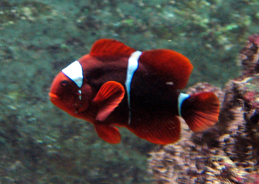 Maroon Clownfish (PREMNAS BIAUCULIATUS)