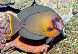 Mimic Tang - Acanthurus pyroferus