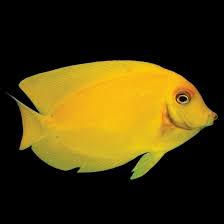 Mimic Tang (Acanthurus pyroferus) med – Aquarium Fish Depot