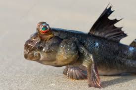 African Mudskipper