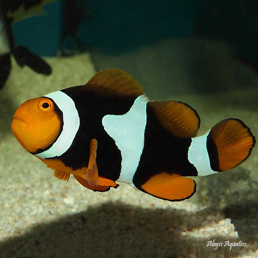 Onyx Clownfish - Captive-Bred - Amphiprion Percula