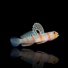 Orange Stripe Prawn Goby - Amblyeleotris randalli