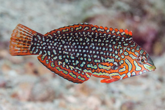 Ornate Leopard Wrasse - MACROHYARYNGODON ORNATUS