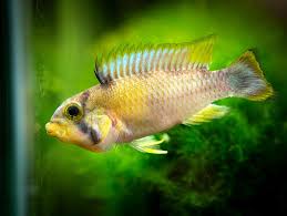 Panda Dwarf Cichlid (Apistogramma panduro/pandurini)