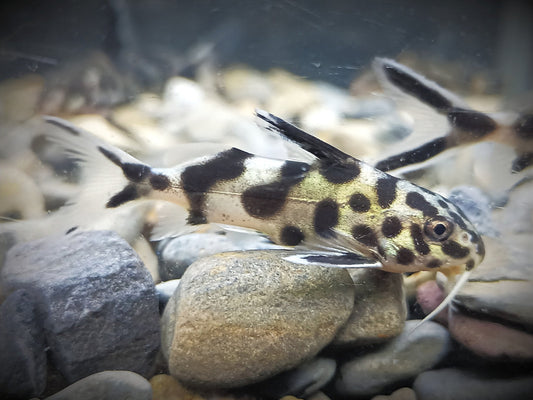 Synodontis - Panda