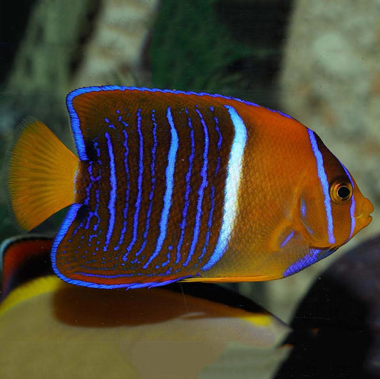 Passer Angelfish - Holacanthus passer - Expert