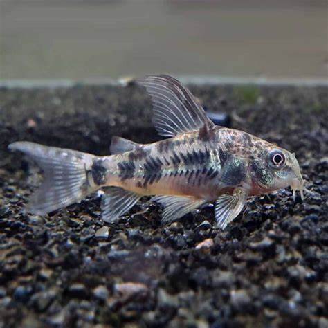 Salt & Pepper Corydoras