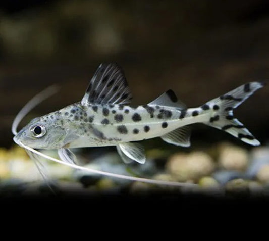 Pictus Catfish - Pimelodus pictus 3"