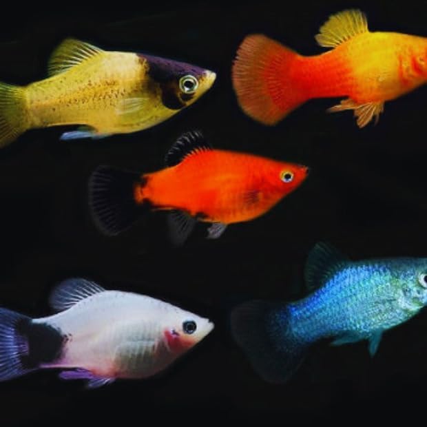 Assorted Platy - for sale at Aquarium Fish Depot