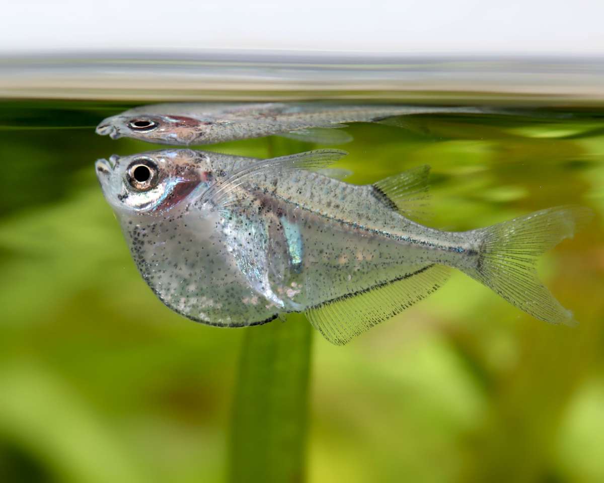 Platinum Hatchetfish