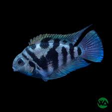 Polar Blue Parrot Convict Hybrid Cichlid