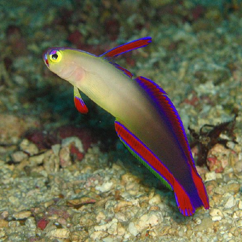 Purple Firefish (NEMATELEOTRIS DECORA)