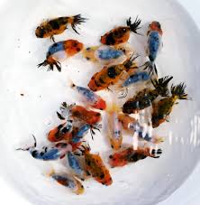 Ranchu Goldfish