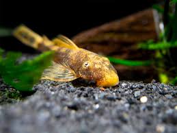 Red Calico Bushynose Pleco