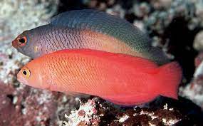 red/orange Dottyback