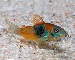 Venezuelan Red Sailfin Corydoras