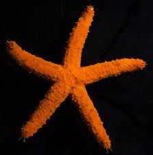 Red Starfish (ECHINASTER PURPUREUS)
