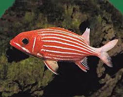 Crown Squirrelfish (Sargocentron diadema)