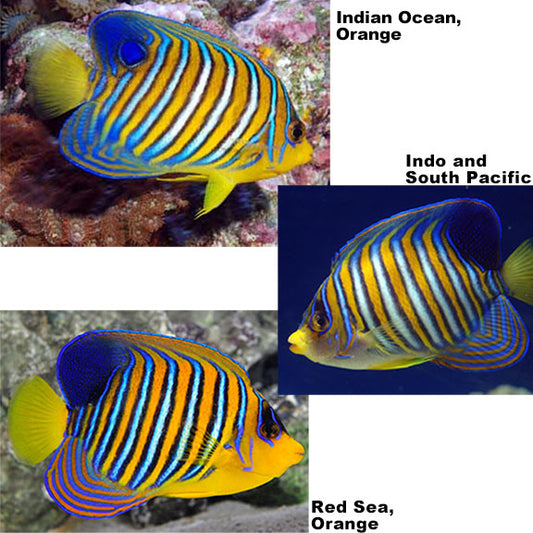 Indo Regal Angelfish - PYGOPLITES DIACANTHUS