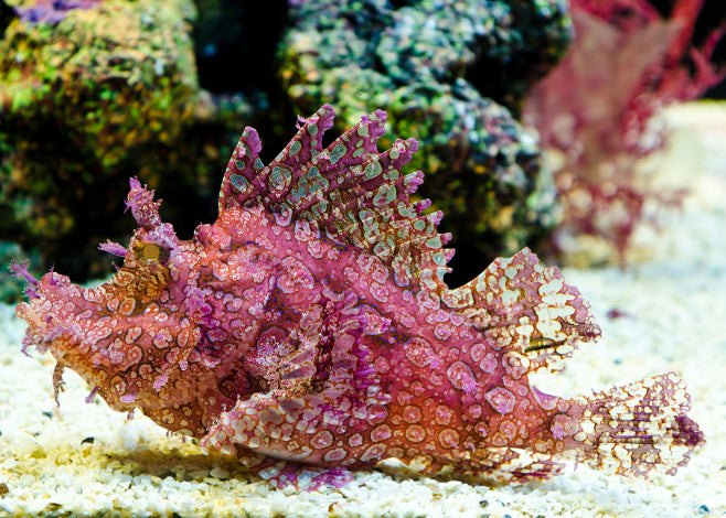 Rhinopias Scorpionfish (Rare)