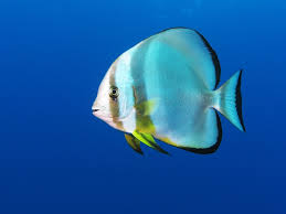 Round Batfish - Platax orbicularis