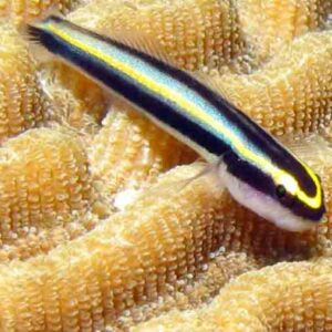 Sharknose Goby - Captive-Bred - Elacatinus evelynae