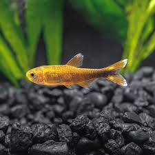 Silvertip Tetra Extra