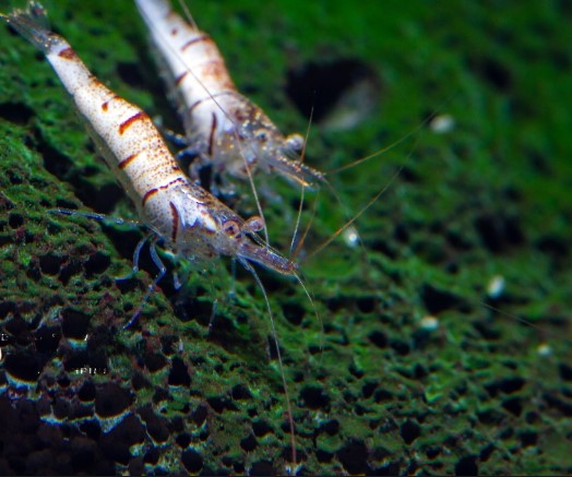 Sulawesi Snow Zebra Shrimp