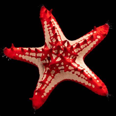 Red Lobed Starfish
