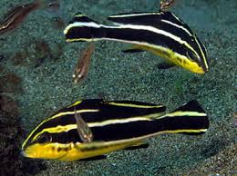 Striped Sweetlips - Plectorhinchus albovittatus