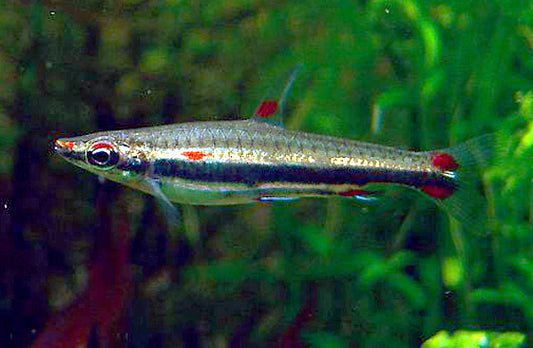 Three-lined Pencilfish Tetra - Nannostomus trifasciatus