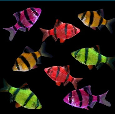 Tiger Glo Barbs Assorted