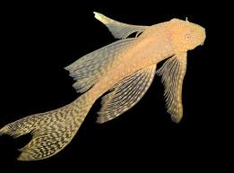 Albino Veiltail Bushynose Pleco