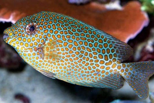 Orange Spotted Rabbitfish